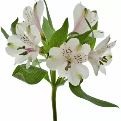 Boubelka ALSTROEMERIA WINEGLASS BAY 65g