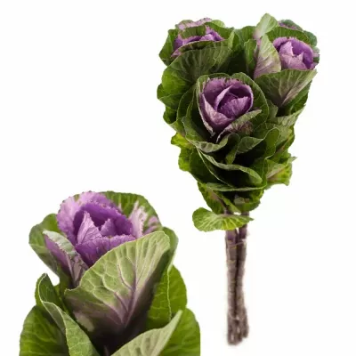 BRASSICA  OLGA 