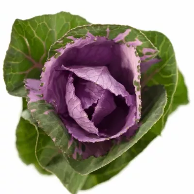 BRASSICA  OLGA 