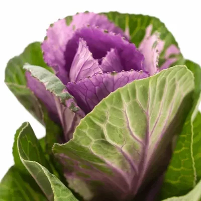 BRASSICA  OLGA 