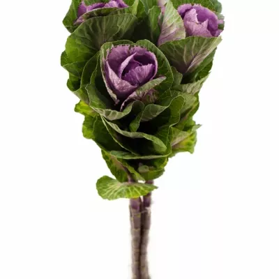 BRASSICA  OLGA 