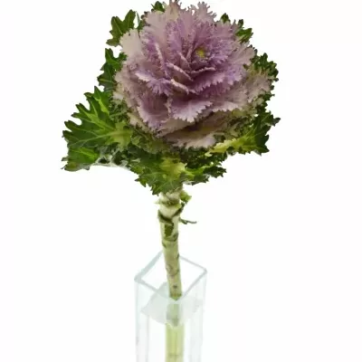 BRASSICA EMPIRE DUNYA 50cm