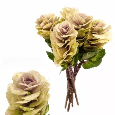 Brassica EMPIRE LUBA 60cm