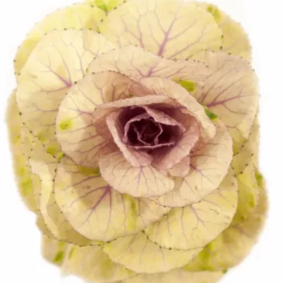 Brassica EMPIRE LUBA 60cm