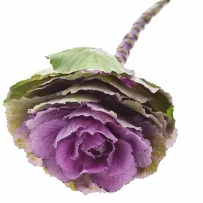 BRASSICA ROSE CRANE