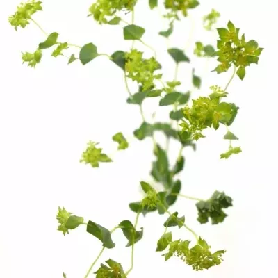 BUPLEURUM GRIFFITHII 60cm