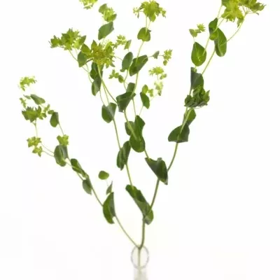 BUPLEURUM GRIFFITHII 60cm