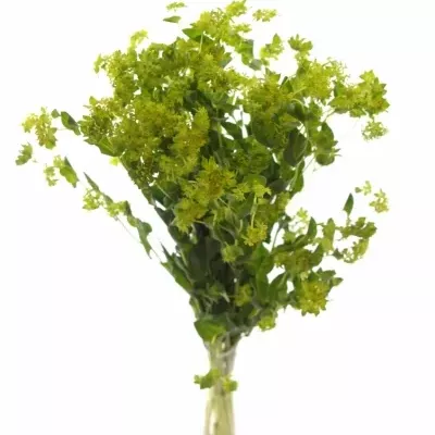 BUPLEURUM GRIFFITHII 60cm