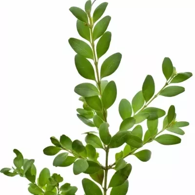 BUXUS 5KG