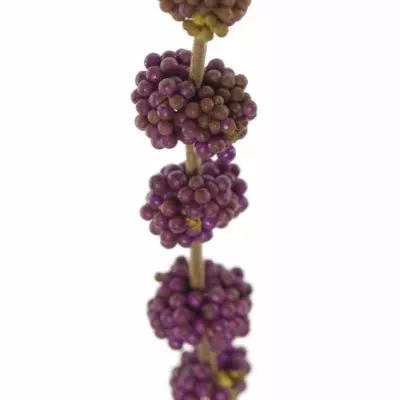 CALLICARPA GIRALDII 60cm