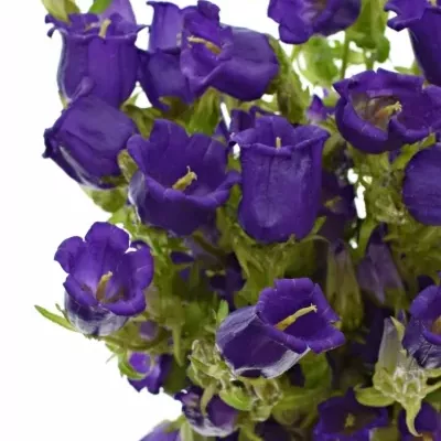 CAMPANULA MEDIUM CHAMPION BLUE 50cm