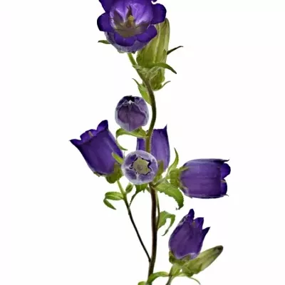 CAMPANULA MEDIUM CHAMPION BLUE 50cm