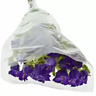 CAMPANULA MEDIUM CHAMPION BLUE 50cm