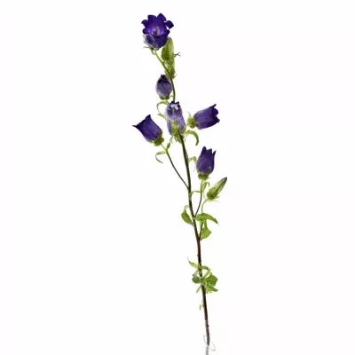 CAMPANULA MEDIUM CHAMPION BLUE 50cm