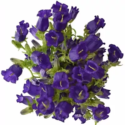 CAMPANULA MEDIUM CHAMPION BLUE 50cm