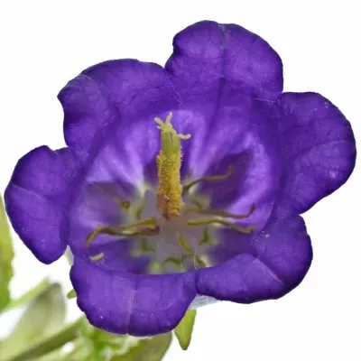 CAMPANULA MEDIUM CHAMPION BLUE 50cm