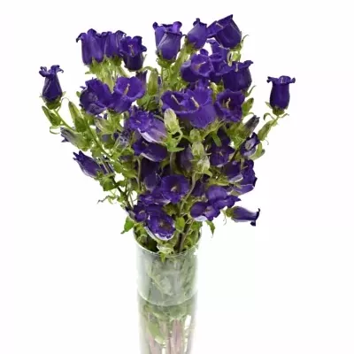 CAMPANULA MEDIUM CHAMPION BLUE 50cm