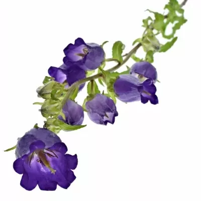 CAMPANULA MEDIUM CHAMPION BLUE 50cm