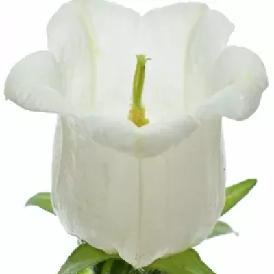 CAMPANULA MEDIUM CHAMPION WHITE 60cm