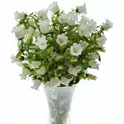 CAMPANULA MEDIUM CHAMPION WHITE 60cm