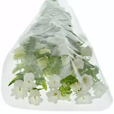 CAMPANULA MEDIUM CHAMPION WHITE 60cm