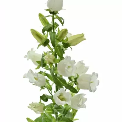 CAMPANULA MEDIUM CHAMPION WHITE 60cm