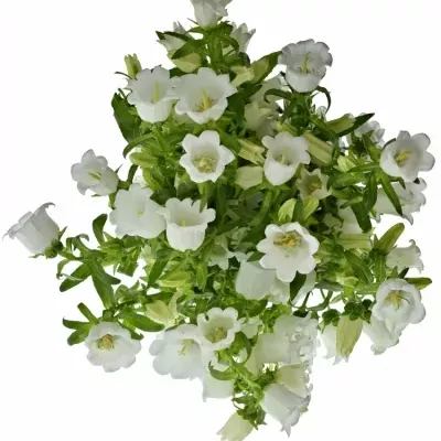 CAMPANULA MEDIUM CHAMPION WHITE 60cm