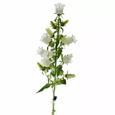 CAMPANULA MEDIUM CHAMPION WHITE 60cm