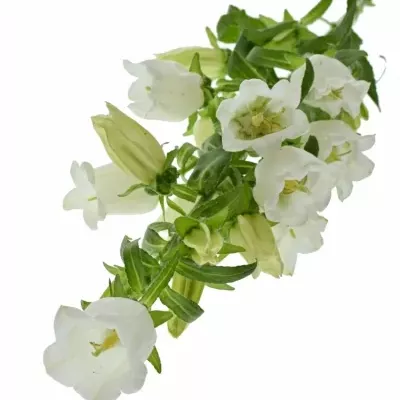 CAMPANULA MEDIUM CHAMPION WHITE 60cm