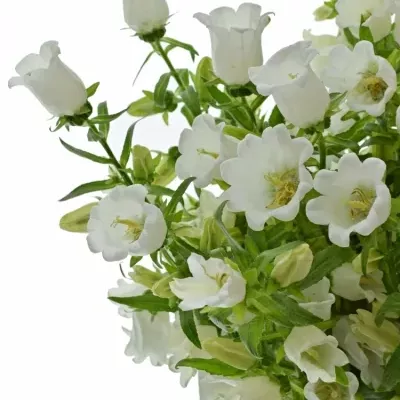 CAMPANULA MEDIUM CHAMPION WHITE 60cm