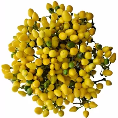 Capsicum ANNUUM YELLOW CANDY 40cm