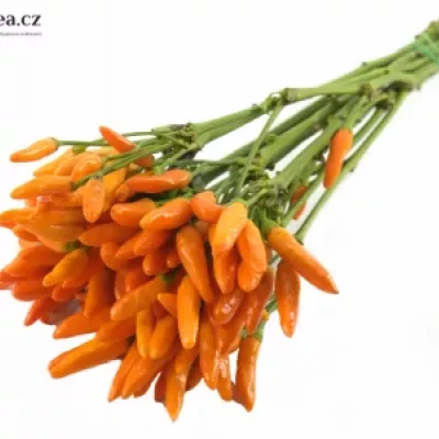 CAPSICUM ORANGE FIRE 50cm