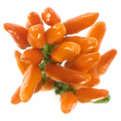 CAPSICUM ORANGE FIRE 50cm