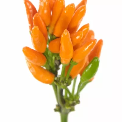 CAPSICUM ORANGE FIRE 50cm