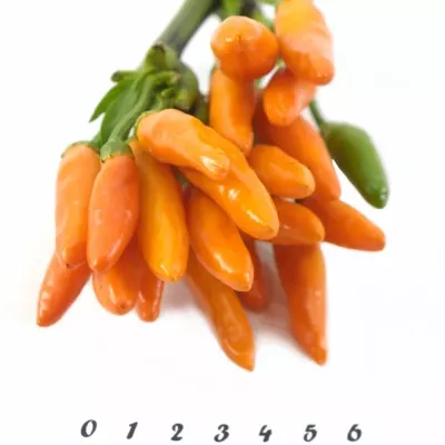 CAPSICUM ORANGE FIRE 50cm