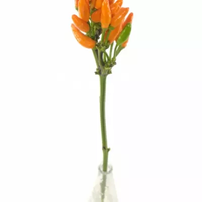 CAPSICUM ORANGE FIRE 50cm