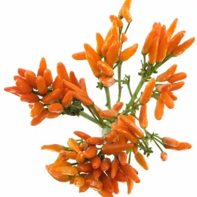 CAPSICUM ORANGE FIRE 50cm