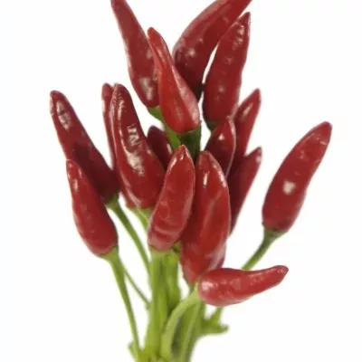 CAPSICUM RED FIRE 50cm