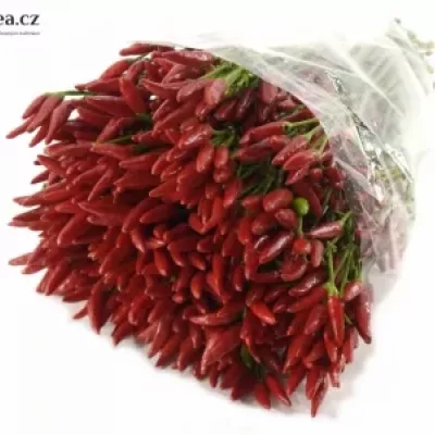 CAPSICUM RED FIRE 50cm