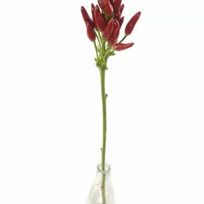 CAPSICUM RED FIRE 50cm