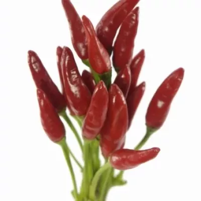 CAPSICUM RED FIRE 50cm