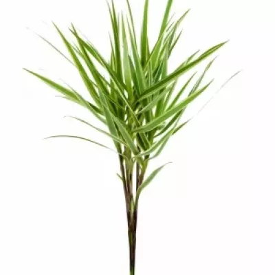 CAREX PHYLLOCEPHAL SPARKLER 70cm