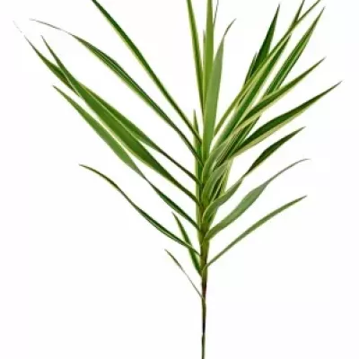 CAREX PHYLLOCEPHAL SPARKLER 70cm