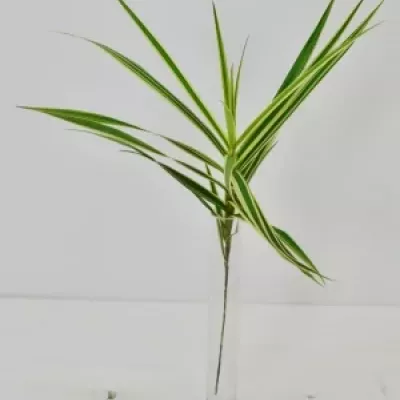 CAREX PHYLLOCEPHAL SPARKLER 70cm