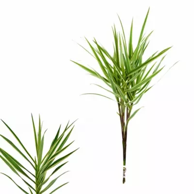 CAREX PHYLLOCEPHAL SPARKLER 70cm