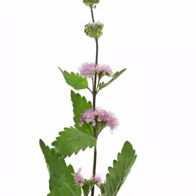 CARYOPTERIS INCANA 70cm