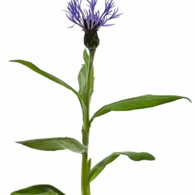 CENTAUREA MONTANA 40cm