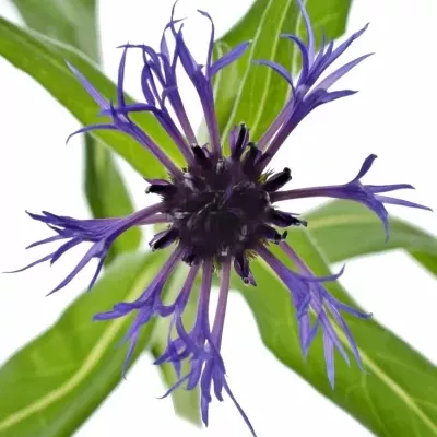 CENTAUREA MONTANA 40cm