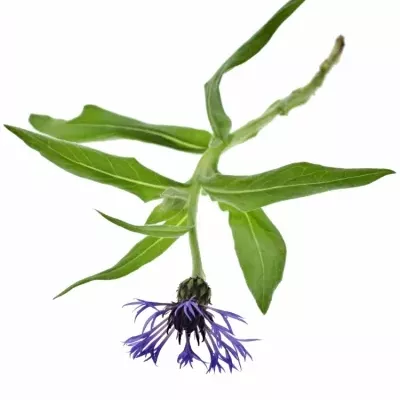 CENTAUREA MONTANA 40cm