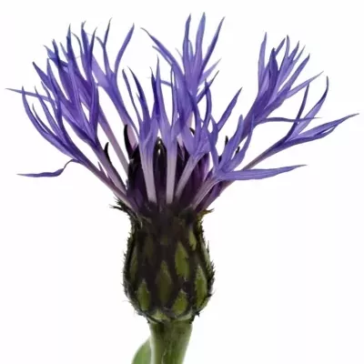 CENTAUREA MONTANA 40cm